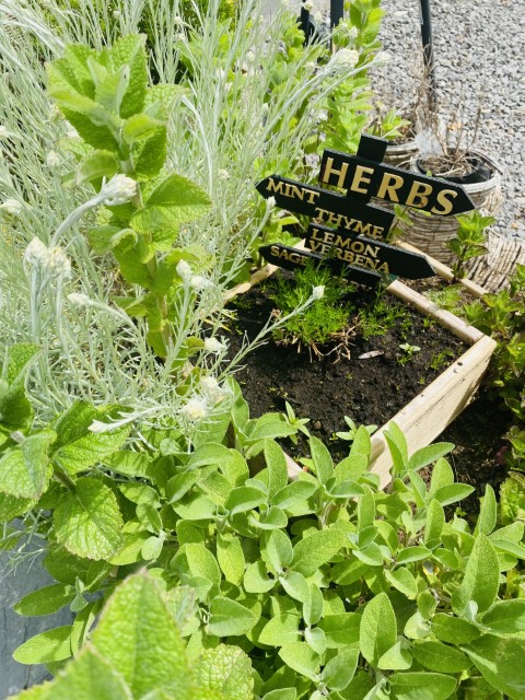 a little herb patch